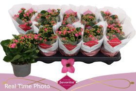 Kambarinis augalas, kalankė, vazonėlio skersmuo 11 cm.