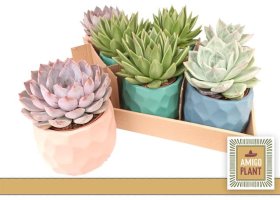 Kambarinis augalas, kalvorė (eševerija), vazonėlio skersmuo 9 cm.