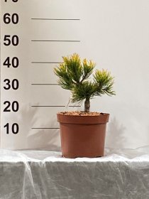 Spygliuotis, pušis "Golden Glow", vazonėlio skersmuo 23 cm.