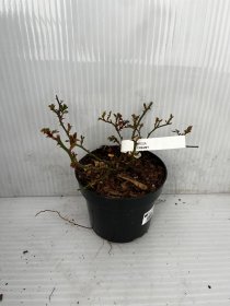 Daugiametė gėlė, rožė šliaužianti "Creamy", vazonas 2 l.