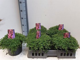 Prieskoninis augalas, čiobrelis "Praecox", vazonėlio skersmuo 19 cm.