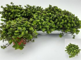 Kambarinis augalas, kalizija, vazonėlio skersmuo 12 cm.