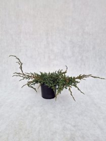 Spygliuotis, kadagys žvynuotasis "Blue Carpet", vazonėlio skersmuo 19 cm.