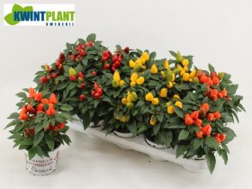 Vienmetė gėlė, pipiras dekoratyvinis "Mambo", vazonėlio skersmuo 12 cm.