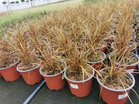 Žolinis augalas, viksva "Bronco", vazonėlio skersmuo 12 cm.