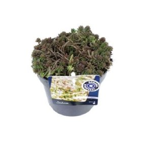 Alpinariumo augalas, šilokas "Coral Carpet", vazonėlio skersmuo 13 cm.