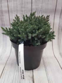 Spygliuotis, kadagys žvynuotasis "Blue Star", vazonas 2,5 l.