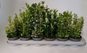 Dekoratyvinis krūmas, ožekšnis japoninis, įvairūs, vazonėlio skersmuo 9 cm.