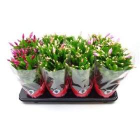 Kambarinis augalas, tikrasis plokštenis, vazonėlio skersmuo 13 cm.