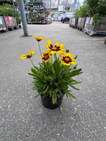 Daugiametė gėlė, gludas, vazonėlio skersmuo 15 cm.