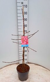 Vaismedis, persikas "Melred", vazonėlio skersmuo 21 cm.