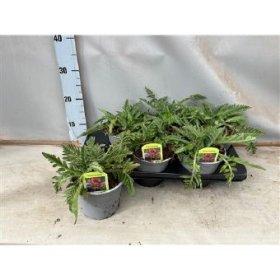 Daugiametė gėlė, aguona rytinė, vazono skersmuo 15 cm.