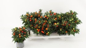 Kambarinis augalas, Kiauliauogė (Solanum), vazonėlio skersmuo 11 cm.