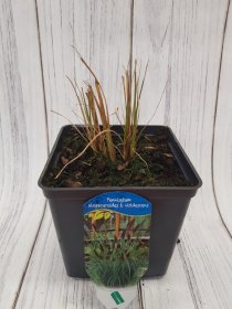 Žolinis augalas, soruolė pašiaušėlinė "Viridescens", vazonas 3 l.