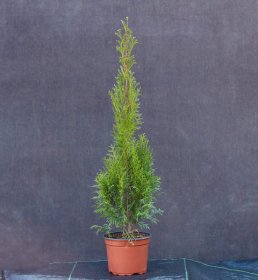 Spygliuotis, vakarinė tuja "Smaragd", vazonas 5 l.
