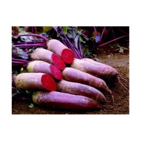 Daržovių sėklos, PROLINE burokėliai Carillon, 2 g., B