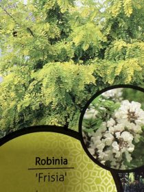 Dekoratyvinis medis, robinija "Frisia", vazonėlio skersmuo 21 cm.