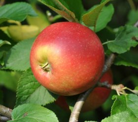 Vaismedis, obelis “Red Aroma” (Malus domestica)