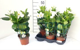 Vijoklinis augalas, mandevila "Rio White", vazonėlio skersmuo 14 cm.