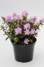 Dekoratyvinis krūmas, rododendras mažas "Silver Sword", vazonas 2 l.