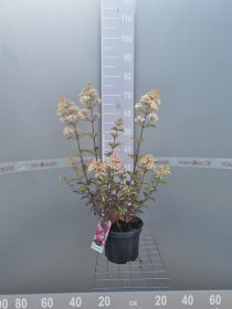 Dekoratyvinis krūmas, hortenzija šluotelinė "Framboisine", (Samarskaya Lidija), vazonas 5 l.