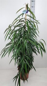 Kambarinis augalas, fikusas "Bin Alii", vazonėlio skersmuo 27 cm.