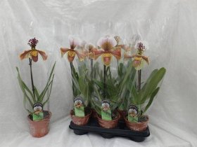 Kambarinis augalas, orchidėja raibuolė, vazonėlio skersmuo 12 cm.