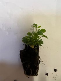 Daugiametės gėlės daigelis, žalioji rūta