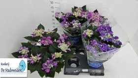 Dekoratyvinis krūmas, hortenzija "Nizza", vazonėlio skersmuo 14 cm.