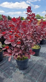 Dekoratyvinis krūmas, pūkenis europinis, vazonas 5 l.