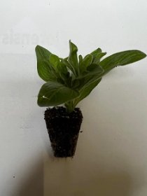 Vienmetės gėlės daigelis, petunija svyrančioji "Mystical Midnight Gold"