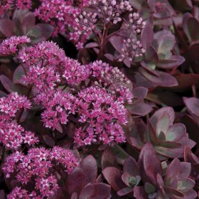 Alpinariumo augalas, šilokas "Sunsparkler", vazonėlio skersmuo 14 cm.