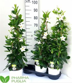 Vijoklinis augalas, mandevila "White", vazonėlio skersmuo 19 cm.