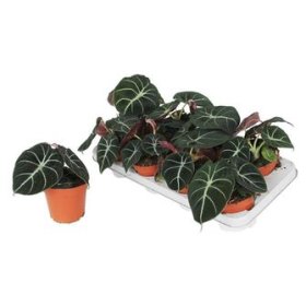 Kambarinis augalas, alokazija "Black Velvet", vazonėlio skersmuo 12 cm.