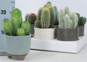 Kambarinis augalas, kaktusas keraminiame vazonėlyje, vazonėlio skersmuo 9 cm.