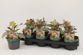 Daugiametė gėlė, eleboras (Helleborus) "Sternii", vazonėlio skersmuo 13 cm.