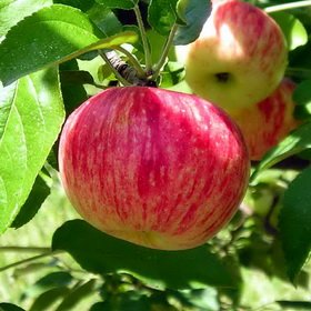 Vaismedis, obelis "Persikinė"