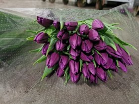 Skintos tulpės, 7 vnt.