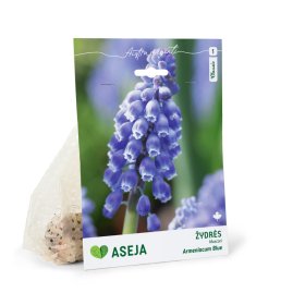 Armėninių žydrių Blue svogūnėliai ASEJA Classic, 15 vnt., 6/+, (R)