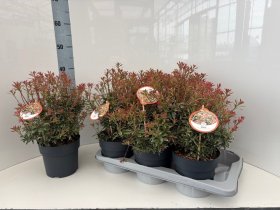 Dekoratyvinis krūmas, pieris "Heath", vazonėlio skersmuo 17 cm.