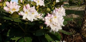 Dekoratyvinis krūmas, rododendras "Cunningham"s White", vazonas 5 l.