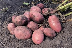 Sėklinės bulvės ALOUETTE, 5 kg, 35/55mm