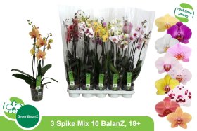 Kambarinis augalas, orchidėja, įvairios, vazonėlio skersmuo 12 cm.