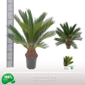 Kambarinis augalas, cykas "Revoluta", vazonėlio skersmuo 22 cm.