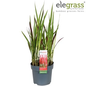 Žolinis augalas, imperata "Red Baron", vazonėlio skersmuo 14 cm.