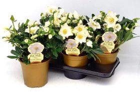 Daugiametė gėlė, eleboras (Helleborus) "Wintergo", vazonėlio skersmuo 17 cm.