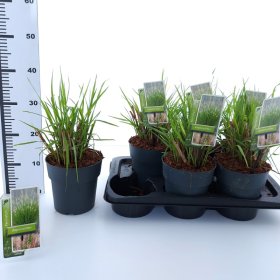 Žolinis augalas, soruolė "Alopecuroides", vazonėlio skersmuo 17 cm.