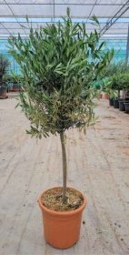 Kambarinis augalas, alyvmedis, vazono skersmuo 50 cm.