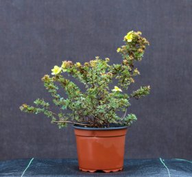 Dekoratyvinis krūmas, sidabražolė krūminė "Goldfinger", geltonos sp., vazonėlio talpa 2 l.