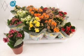 Kambarinis augalas, kalankė, įvairūs, vazonėlio skersmuo 8 cm.